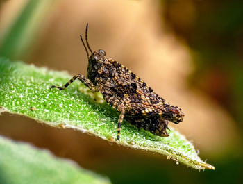 Close-up of insect