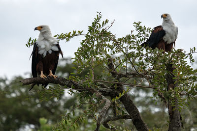 Close up image of african fish eagle, haliaeetus vocifer, kazinga channel, uganda