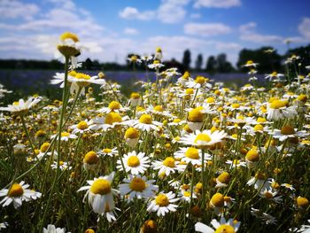 Close-up of white flowers growing on field