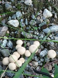 Plant growing on rocks