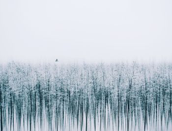 Scenic view of trees during winter against sky