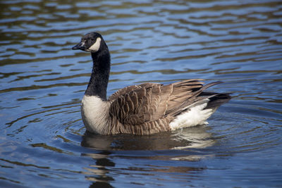 Close-up of duck swimming in lake