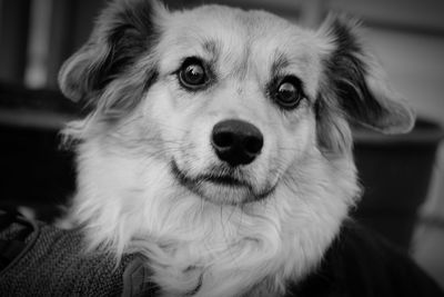 Close-up portrait of dog at home