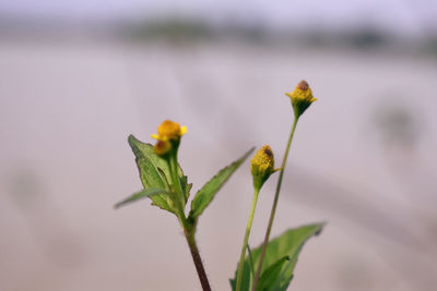 Close-up of flowering plant