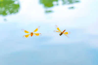 Close-up of butterfly on flower against sky