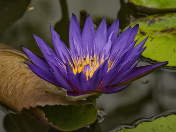 Close-up of purple water lily in lake