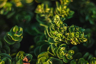 High angle view of plants