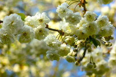 Close-up of white flowers blooming in park