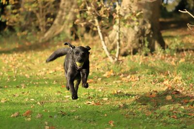 Dog running on field