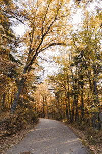 Road amidst trees in forest during autumn