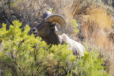 Portrait of a big horn sheep in yellowstone national park