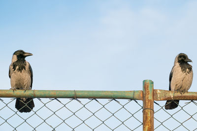 Crows perching on chainlink fence against sky