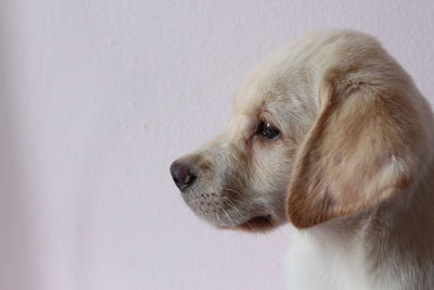 Close-up of dog looking away against wall