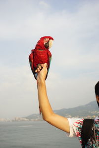 Midsection of person with parrot in sky