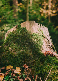 Close-up of moss growing on tree trunk