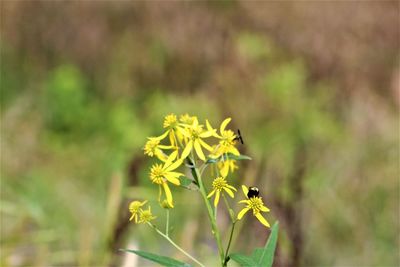 Close-up of yellow flowering plant on field