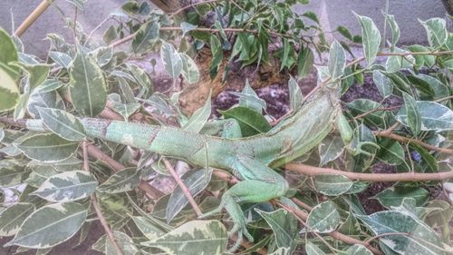 Full frame shot of plants