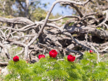 Close-up of red flower tree
