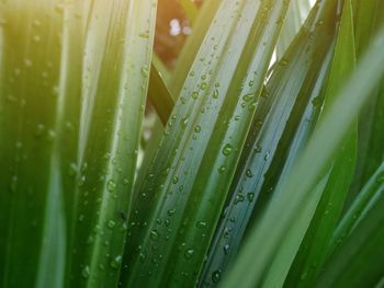 Close-up of wet plants