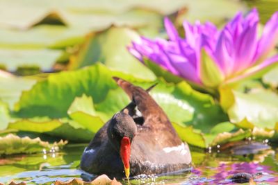 Close-up of bird on a lake