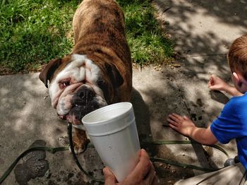 Cropped hand feeding english bulldog