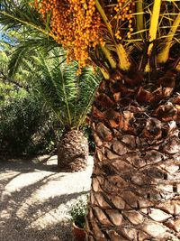 Trees growing in sunlight