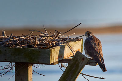 Low angle view of eagle perching on tree against sky