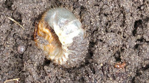 Close-up of illuminated snake