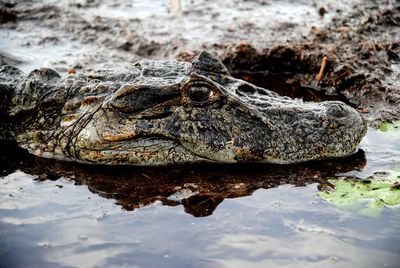 Close-up of crocodile in a lake