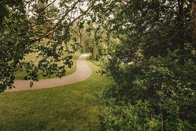 View of trees in forest