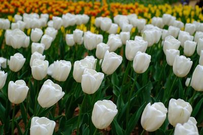 Close-up of white flowering plants on field