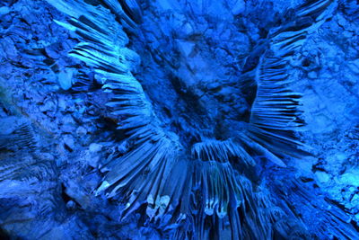 Close-up of jellyfish in water