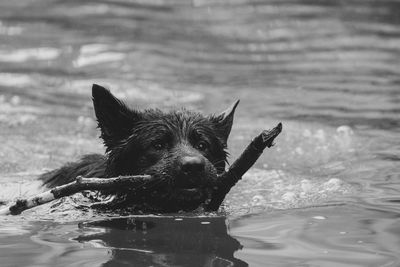 Close-up of a dog in the water