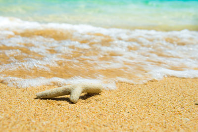Close-up of lizard on beach