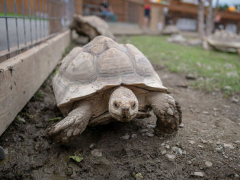 Turtle in a field