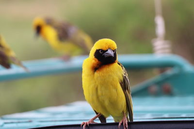 Close-up of bird perching on railing