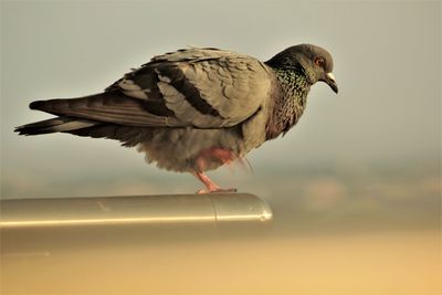 Close-up of bird perching