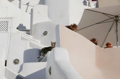 Low angle view of cat standing on steps in town