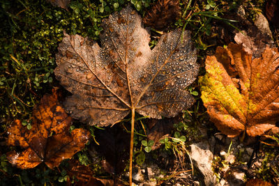 Close-up of dry maple leaves