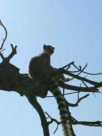 Low angle view of perching on tree against clear sky