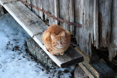 Portrait of cat sitting on wood