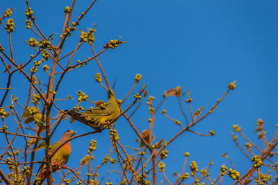 Low angle view of tree against blue sky