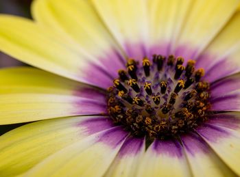 Close-up of purple flower