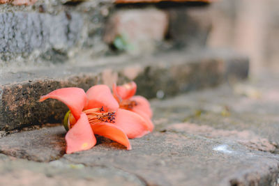 Close-up of orange rose on rock