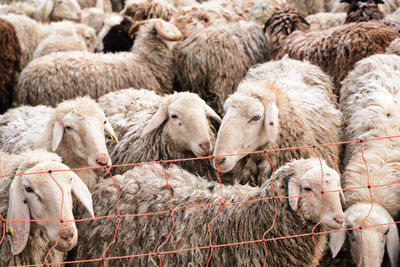 Flock of sheep in a field in albate, como, lombardy, italy.