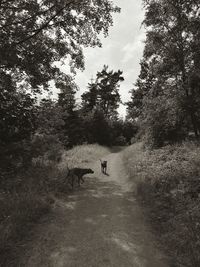 Dogs on field against sky