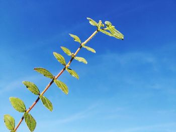 Low angle view of flowering plant against blue sky