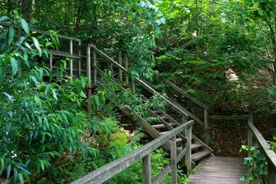 Footbridge amidst trees in forest