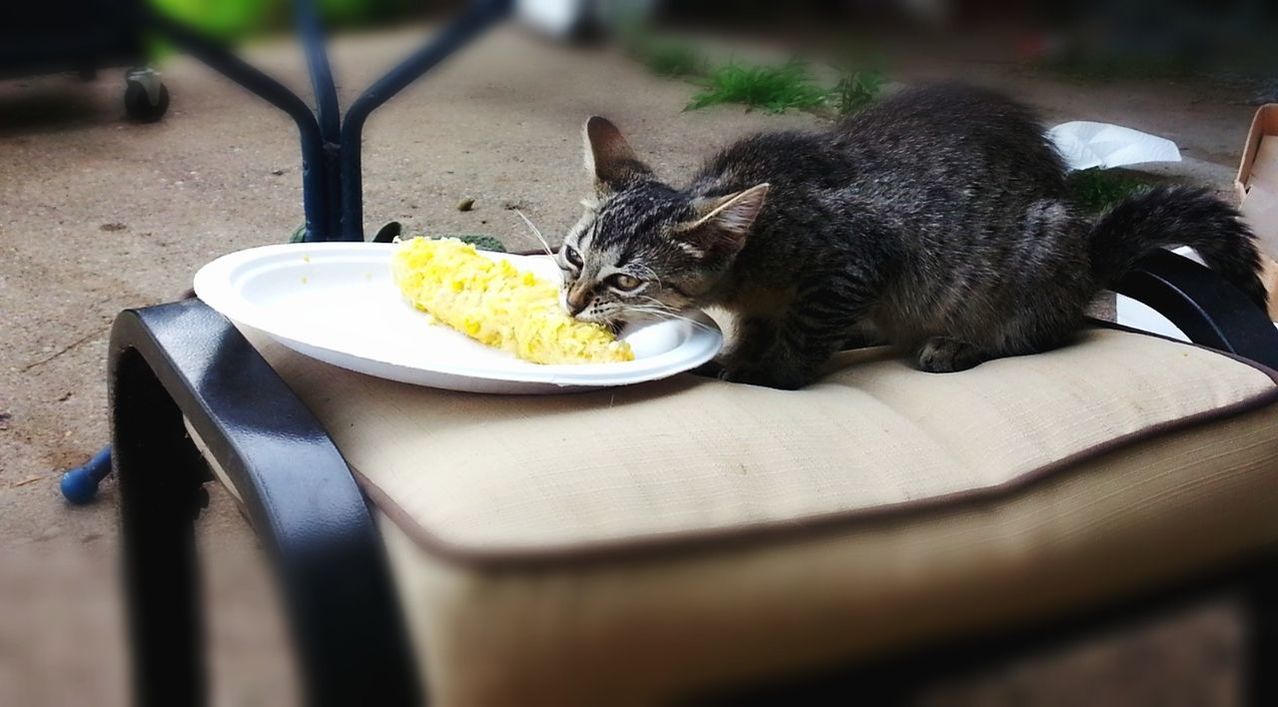 animal, animal themes, mammal, one animal, vertebrate, domestic animals, pets, domestic, food, no people, food and drink, selective focus, cat, domestic cat, feline, day, freshness, plate, close-up, relaxation, whisker