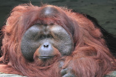 Close-up of orang utan face  in zoo